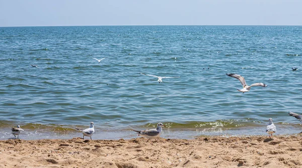 Чайки Піску Морського Пляжу Літньому Світлі Творчий Природний Фон Морський — стокове фото