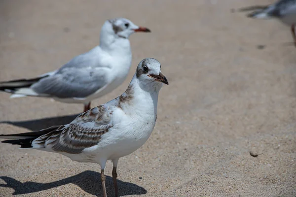 Gaivotas Areia Praia Mar Luz Verão Fundo Natural Criativo Paisagem — Fotografia de Stock