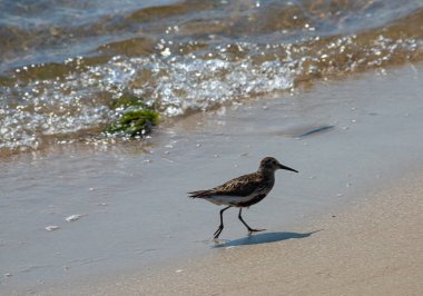 Kumsalda yürüyen bir Dunlin var. Ayrıca Kızıl Sırtlı Çulluk olarak da bilinir..