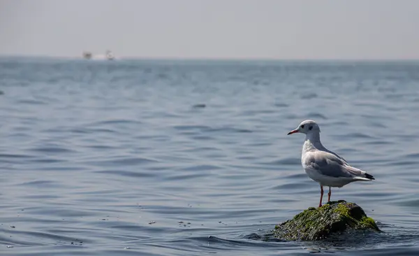 Zeemeeuw Staand Levendige Groene Mossige Rotsen Aan Zee — Stockfoto