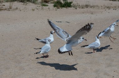 Yaz ışığında, deniz kumsalındaki martılar. Yaratıcı doğal arkaplan: martılı deniz manzarası.