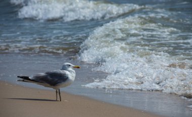 Yaz ışığında, deniz kumsalındaki martılar. Yaratıcı doğal arkaplan: martılı deniz manzarası.