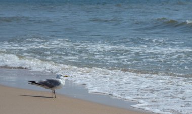 Yaz ışığında, deniz kumsalındaki martılar. Yaratıcı doğal arkaplan: martılı deniz manzarası.