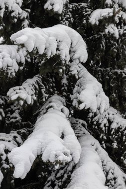 Yumuşak beyaz kar altında küçük yeşil iğneleri olan ladin dalı. Arka planda bulanık kış ormanı.