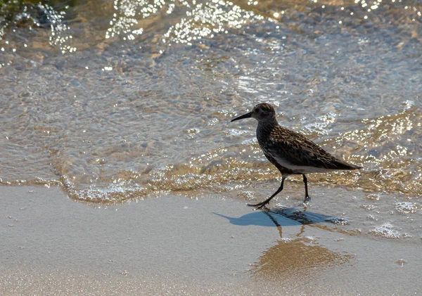 Dunlin Walking Beach Also Known Red Backed Sandpiper — Stock Photo, Image