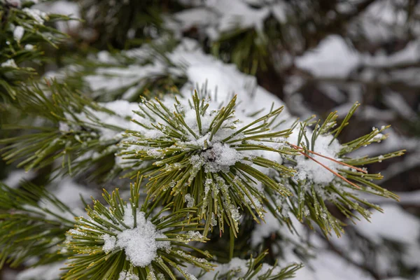 Fichtenzweig Mit Kleinen Grünen Nadeln Unter Flauschigem Neuschnee Großaufnahme Verschwommener — Stockfoto