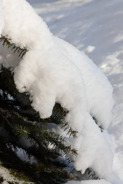 Kiefernzweige Unter Dem Schnee Wintertag — Stockfoto