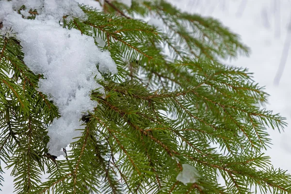 Fichtenzweig Mit Kleinen Grünen Nadeln Unter Flauschigem Neuschnee Großaufnahme Verschwommener — Stockfoto