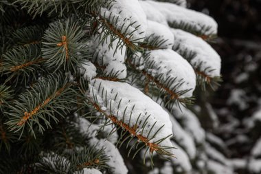Yumuşak beyaz kar altında küçük yeşil iğneleri olan ladin dalı. Arka planda bulanık kış ormanı.