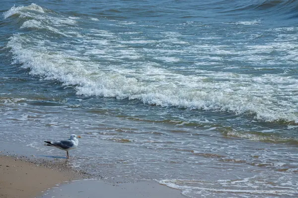 Racci Písku Mořské Pláže Letním Světle Tvůrčí Přírodní Pozadí Mušle — Stock fotografie