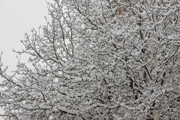 Soğuk Bir Kış Gününde Çıplak Bir Ağaç Dalında Beyaz Kar — Stok fotoğraf