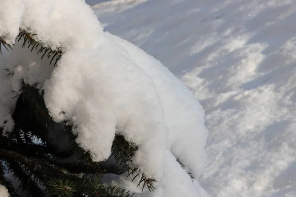 Kiefernzweige Unter Dem Schnee Wintertag — Stockfoto