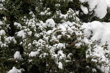 Kar altında yeşil yaprakları olan bir bitki. arkaplan.
