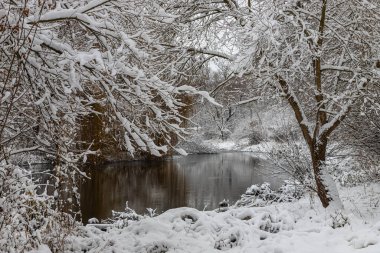Soğuk bir kış gününde, çıplak bir ağaç dalında beyaz kar, yakın. Doğal arka plan. Seçici botanik geçmişi. Yüksek kalite fotoğraf