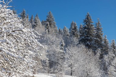 Ağaçları ve zemini karla kaplı kış ormanı.
