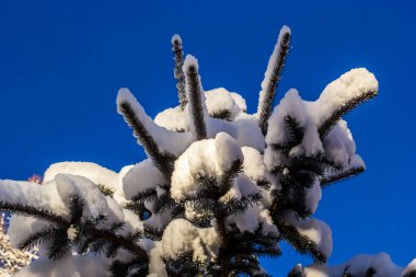 Yumuşak beyaz kar altında küçük yeşil iğneleri olan ladin dalı. Arka planda bulanık kış ormanı.