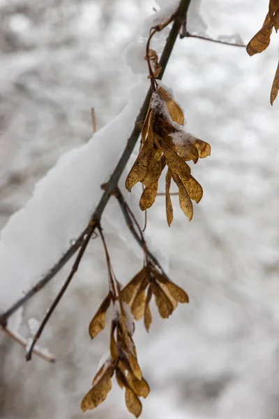 White Snow Bare Tree Branches Frosty Winter Day Close Natural — Stock Photo, Image