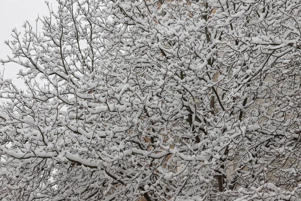 Soğuk Bir Kış Gününde Çıplak Bir Ağaç Dalında Beyaz Kar — Stok fotoğraf