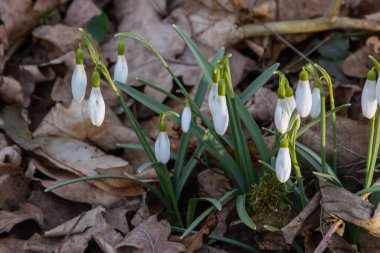 Beyaz kardelen çiçeği, yaklaş. Galanthus çiçekleri, baharın başlarında, yeşil arka planda güneş tarafından aydınlatılan bulanık bir çiçek. Amaryllidaceae familyasındaki Galanthus nivalis ampul, daimi bitkisi..