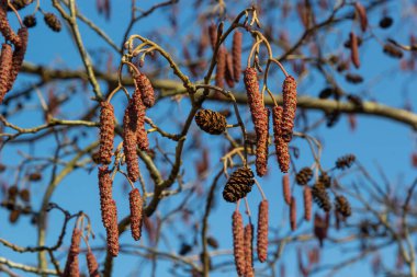 Avrupa alfabesi, Alnus glutinosa, ağaç, baharın başlarında koni ve catkins yakın plan.