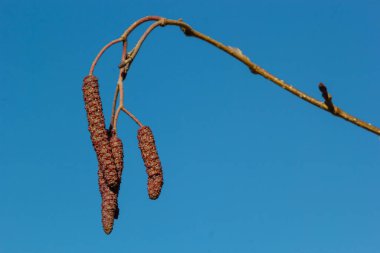 Avrupalı kızılağaç, Alnus glutinosa, olgun dişi catkins dalları, çiçek açan erkek catkins ve tomurcukları yumuşak arka planda, seçici odak.