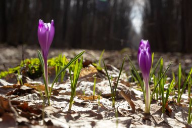 Mor renkli kır çiçekleri, Crocus tommasinianus, Barr 'ın moru, ilkbaharda açan, yan manzara, yeşil yeşillik arka plan.