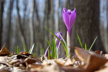 Ormanlık bir tarlaya yakın, krokus tommasinianus, çiçek açıyor..