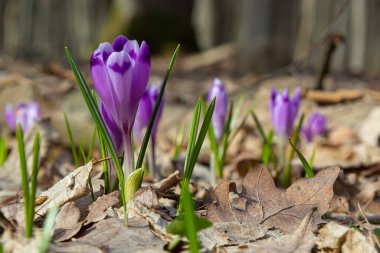 Ormanlık bir tarlaya yakın, krokus tommasinianus, çiçek açıyor..
