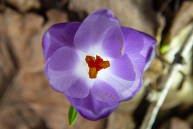 Ormanlık bir tarlaya yakın, krokus tommasinianus, çiçek açıyor..