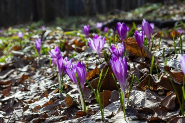 Ormanlık bir tarlaya yakın, krokus tommasinianus, çiçek açıyor..