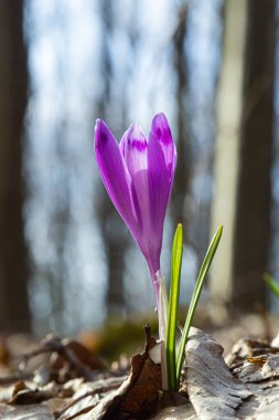 Mor renkli kır çiçekleri, Crocus tommasinianus, Barr 'ın moru, ilkbaharda açan, yan manzara, yeşil yeşillik arka plan.