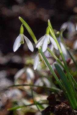 Beyaz kardelen çiçeği, yaklaş. Galanthus çiçekleri, baharın başlarında, yeşil arka planda güneş tarafından aydınlatılan bulanık bir çiçek. Amaryllidaceae familyasındaki Galanthus nivalis ampul, daimi bitkisi..