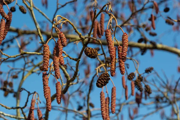 Europäische Erle Alnus Glutinosa Baum Nahaufnahme Von Zapfen Und Kätzchen — Stockfoto