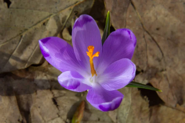 Primer Plano Del Bosque Azafrán Azafrán Tommasinianus Flor Que Emerge — Foto de Stock