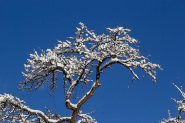 Ağaçları ve zemini karla kaplı kış ormanı.
