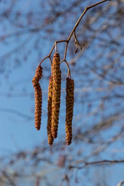 Avrupalı kızılağaç, Alnus glutinosa, olgun dişi catkins dalları, çiçek açan erkek catkins ve tomurcukları yumuşak arka planda, seçici odak.