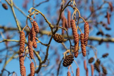 Avrupalı kızılağaç, Alnus glutinosa, olgun dişi catkins dalları, çiçek açan erkek catkins ve tomurcukları yumuşak arka planda, seçici odak.