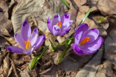 Ormanlık bir tarlaya yakın, krokus tommasinianus, çiçek açıyor..