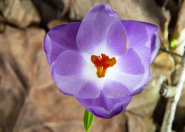 Mor renkli kır çiçekleri, Crocus tommasinianus, Barr 'ın moru, ilkbaharda açan, yan manzara, yeşil yeşillik arka plan.