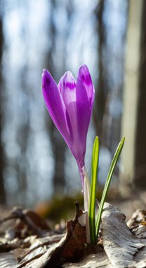 Mor renkli kır çiçekleri, Crocus tommasinianus, Barr 'ın moru, ilkbaharda açan, yan manzara, yeşil yeşillik arka plan.