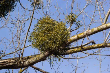 Ökseotu tarafından saldırıya uğramış hasta bir ağaç, Viscum. Onlar odunsu, zorunlu hemiparazit çalılar..