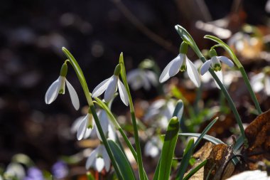 Beyaz kardelen çiçeği, yaklaş. Galanthus çiçekleri, baharın başlarında, yeşil arka planda güneş tarafından aydınlatılan bulanık bir çiçek. Amaryllidaceae familyasındaki Galanthus nivalis ampul, daimi bitkisi..