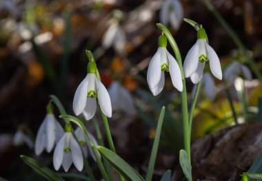 Beyaz kardelen çiçeği, yaklaş. Galanthus çiçekleri, baharın başlarında, yeşil arka planda güneş tarafından aydınlatılan bulanık bir çiçek. Amaryllidaceae familyasındaki Galanthus nivalis ampul, daimi bitkisi..