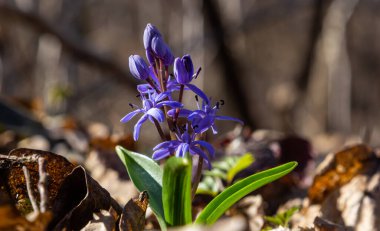 Kısa ömürlü bitki Scilla bifolia, bahar ormanlarında ormanın arka planında çiçek açar. Scilla bifolia doğal ortamında.