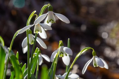 Beyaz kardelen çiçeği, yaklaş. Galanthus çiçekleri, baharın başlarında, yeşil arka planda güneş tarafından aydınlatılan bulanık bir çiçek. Amaryllidaceae familyasındaki Galanthus nivalis ampul, daimi bitkisi..