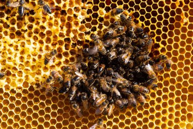 Arılar bal hücreleri üzerinde çalışıyor. Makroyu kapat. Dünya Arı Günü. Kopyala yapıştır. Metin için boşluk.