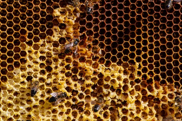 Méhek Mézsejteken Dolgoznak Makrót Bezárni Méhek Világnapja Másolás Massza Szöveg — Stock Fotó