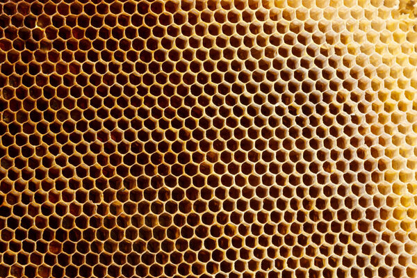 Background texture and pattern of a section of wax honeycomb from a bee hive filled with golden honey in a full frame view.