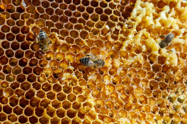 Bijen Werken Aan Honingcellen Sluit Macro Wereldbijendag Kopieer Pasta Ruimte — Stockfoto