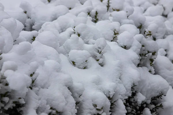Рослина Зеленим Листям Під Снігом Тлі Снігу Фон — стокове фото